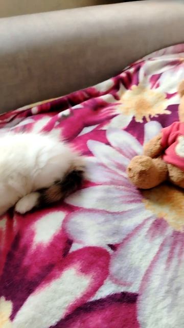 Котёнок спит на покрывале с цветами.