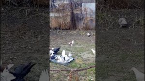 голуби Ломова совмещаю