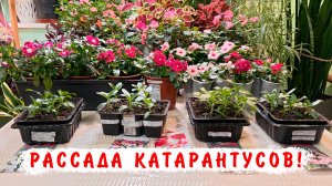 Ампельные катарантусы из семян и черенков!