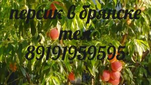 Персик, обрезка на веретено .