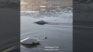 лебеди вернулись2026