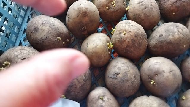 Сорт Ривьера синие отростки проращивание тёмное и на свету.