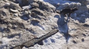 К улице Мира пошел котик.