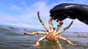 Нападение краба!