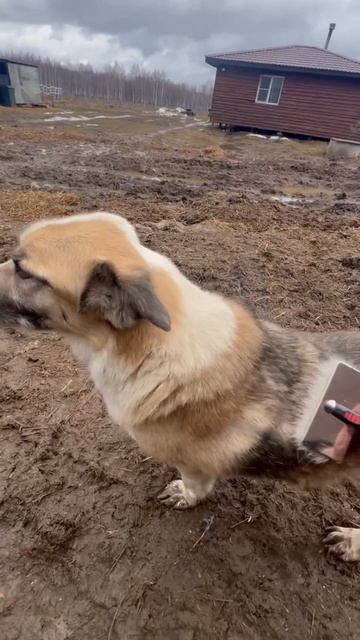 Шерсть - это не проблема, это терапия ✨
#приютСудьба #приютдляживотных #животные #собаки #линька