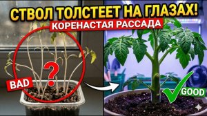 СТВОЛ ТОЛСТЕЕТ НА ГЛАЗАХ! Как остановить вытягивание рассады и удвоить урожай!