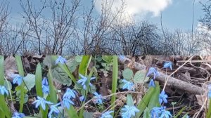 Прогулка подснежники🥀🌱🐞