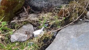 Муравьи, часть 2.