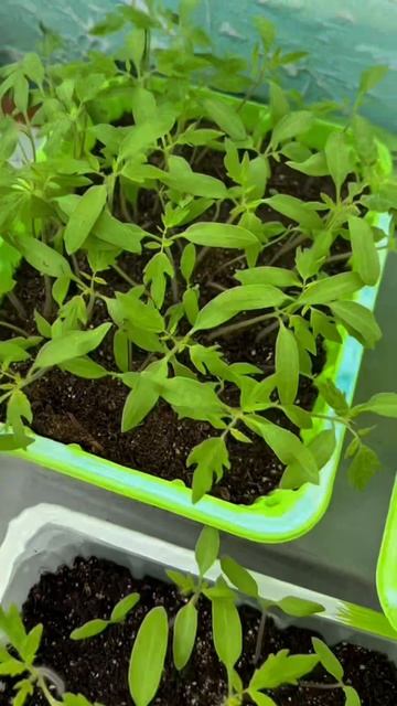 Обзор моей рассады😊