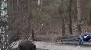 Романтичная обстановка в Польше:

Он, она и кабан с батоном