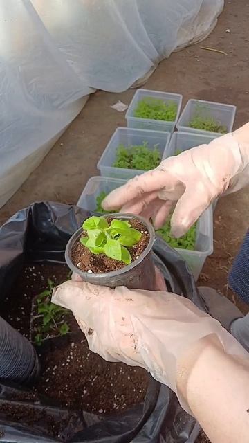 30.03.2026 Перевалка укоренённых черенков.