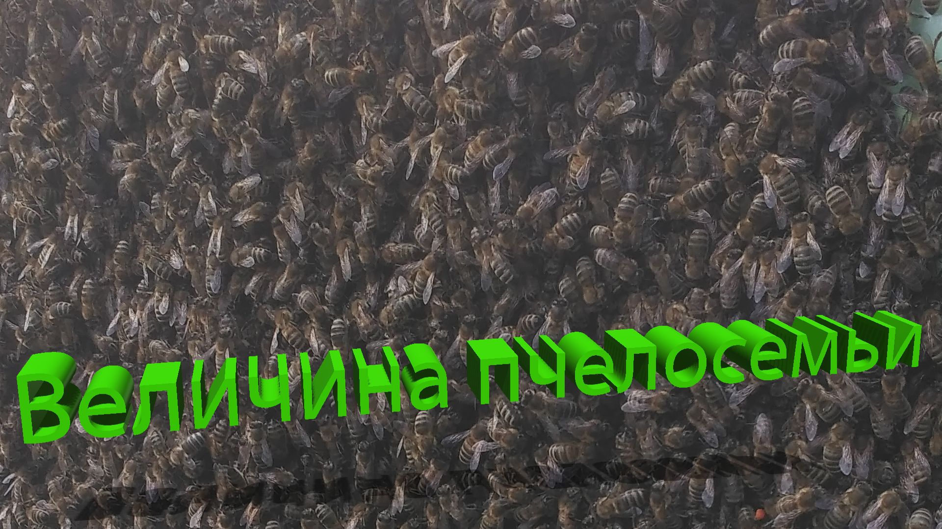 Что объединяет пчелиную семью? Маточное вещество и сила улья / Профессор Кашковский