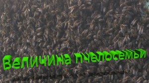 Что объединяет пчелиную семью? Маточное вещество и сила улья / Профессор Кашковский
