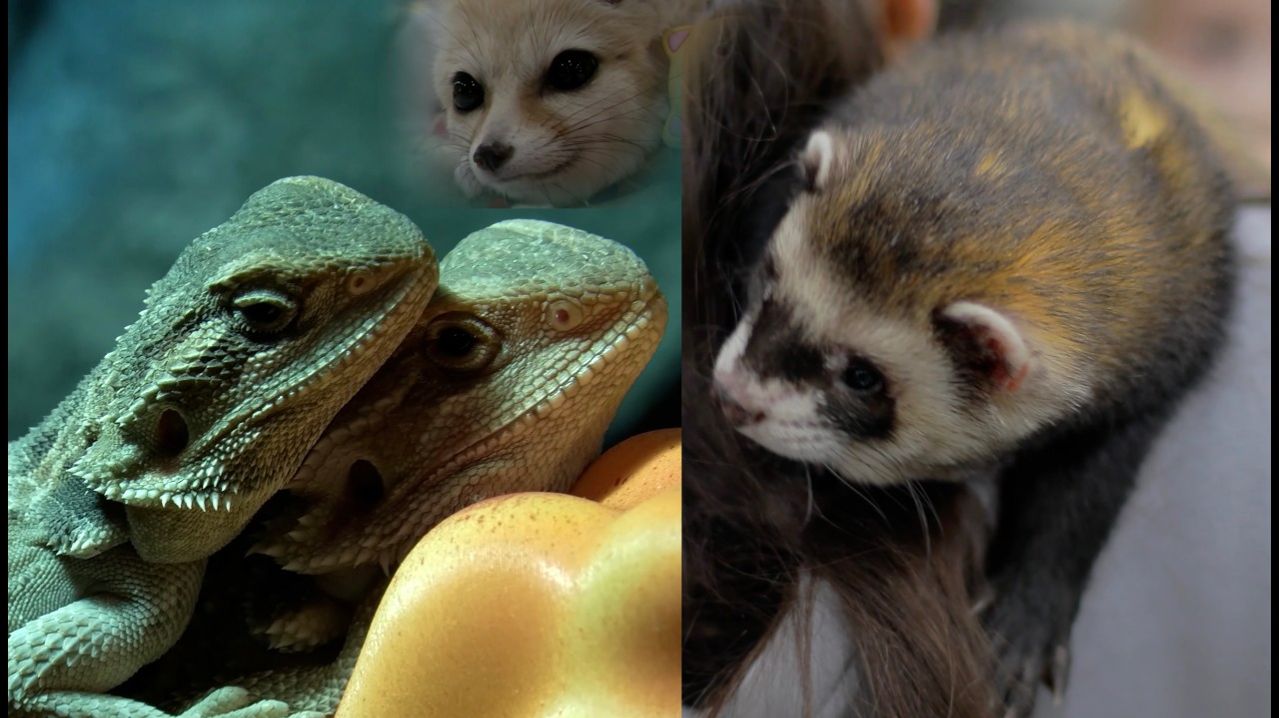 Выставка ЗООФЕСТ-ЭКО. Ч1. (отборные кадры)