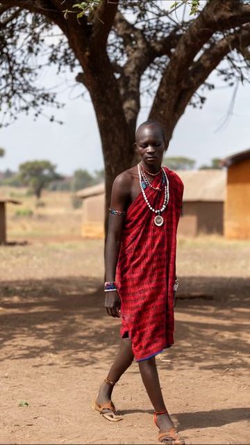 Жизнь и традиции племени масаев #масаи #африка #культура