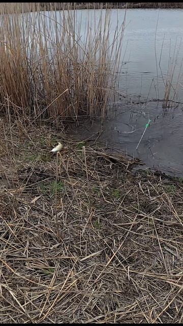 ЩУКА ХАПНУЛА НА ЖИВЦА.