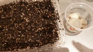 Влог апрельский про вышивку, рассаду и чтение