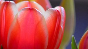 Михаил Малков - Зарыдает колокол 1 , видеоклип