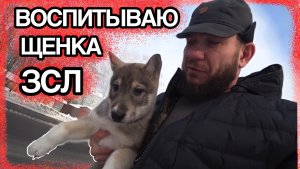ВОСПИТЫВАЮ ЩЕНКА ЗСЛ
