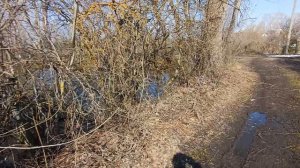 весенний пруд