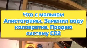 Что с мальком Апистограмы. Заменил воду коловратке. Продаю систему СО2