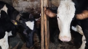 Про моих коров🐄
