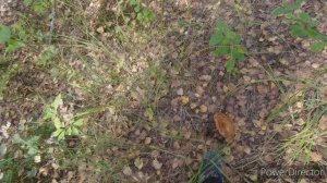 За чёрными груздями част 1