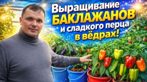 ВЫСАДКА БАКЛАЖАНОВ И ПЕРЦА В ВЁДРА ПО ДВА В ЛУНКУ!