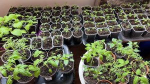 Секрет от бабушки, пикировка микро гномов, приготовления грунта, ответы на вопросы и завтрак