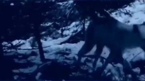 " Сказание о белой волчице" Автор,  исполнение Алеся Князева,  аранжировка Jazz Singer