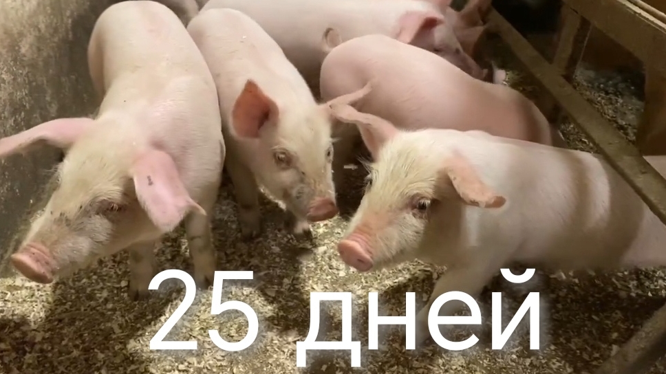 25й день поросятам ✊ Пишите в комментариях ваши мысли 05-04-2026