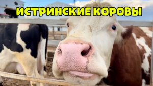 Заехали на СЫРОВАРНЮ ОЛЕГА СИРОТЫ🧀 мокрые носы и шершавые языки милых БУРЕНОК 🐄