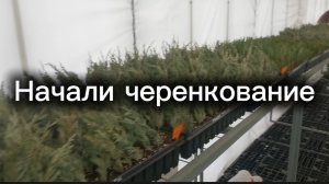 Первые проснувшиеся прививки и черенкование