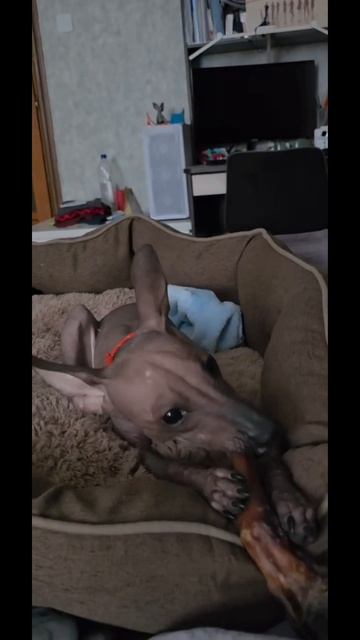 Самый вкусный НОГА