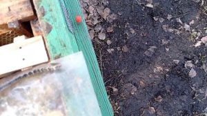 Эксперимент с вощиной.