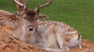 🍿 ЛЕСНЫЕ ЖИВОТНЫЕ для детей - развивающие мультики про животных