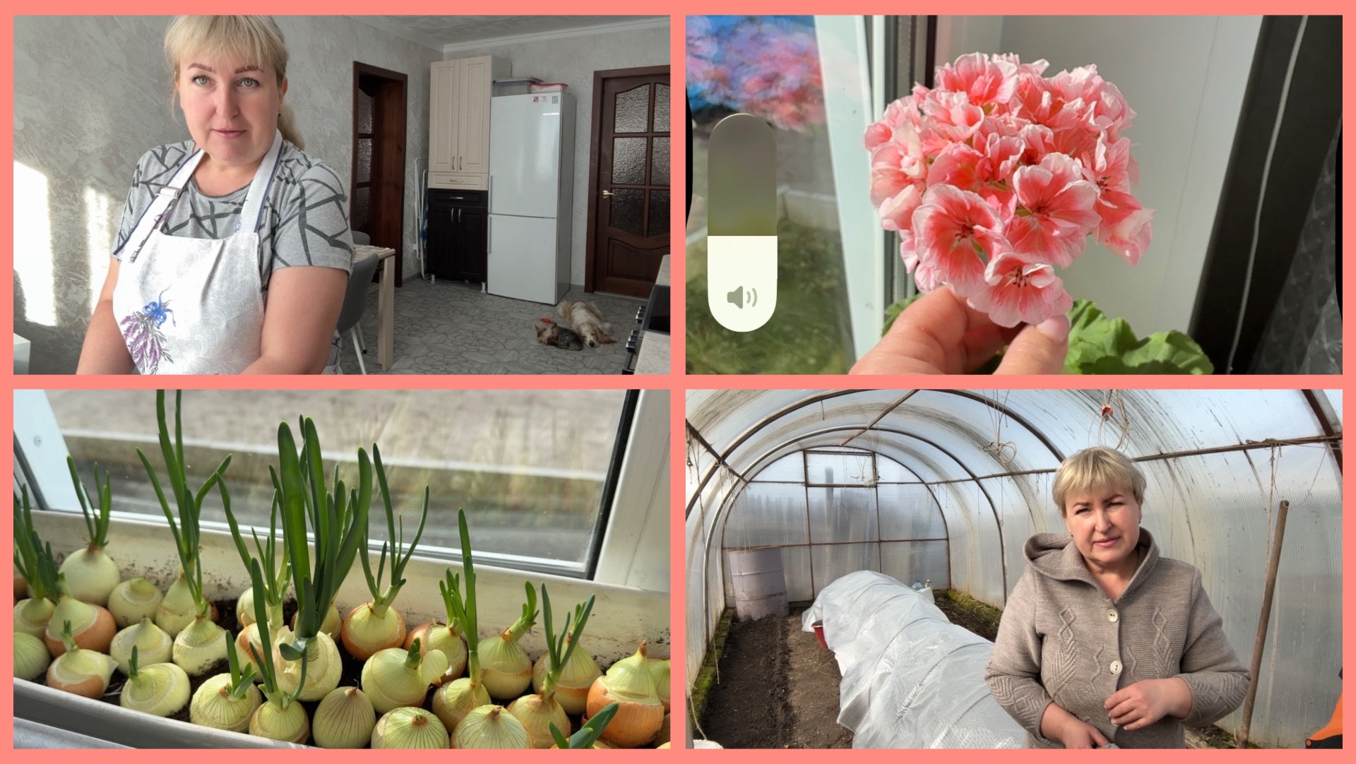 Готовлю ОБЕД. Мои ПЕЛАРГОНИИ. Парник готов.