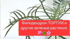 Филодендрон "ТОРТУМ" и Другие зеленые растения.