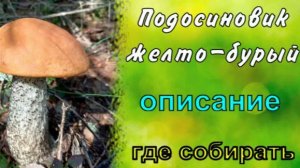 Подосиновик желто-бурый. Описание. Где собирать.
