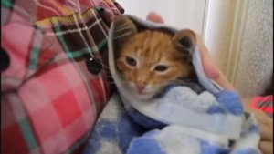 ВЕСЕЛОЕ КУПАНИЕ Купаем котенка Васю сушим феном 2017 Архив