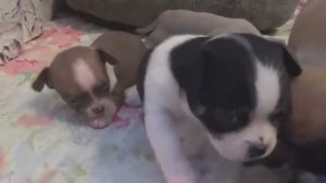 Жизнь на пенсии У кого кошечки у меня собачки Наши детки подросли Чихуахуа щенки Серия 5