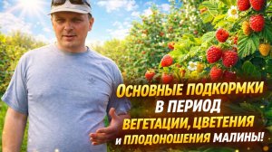 ПРАВИЛЬНЫЙ ПОЛИВ И ПОДКОРМКА МАЛИНЫ!
