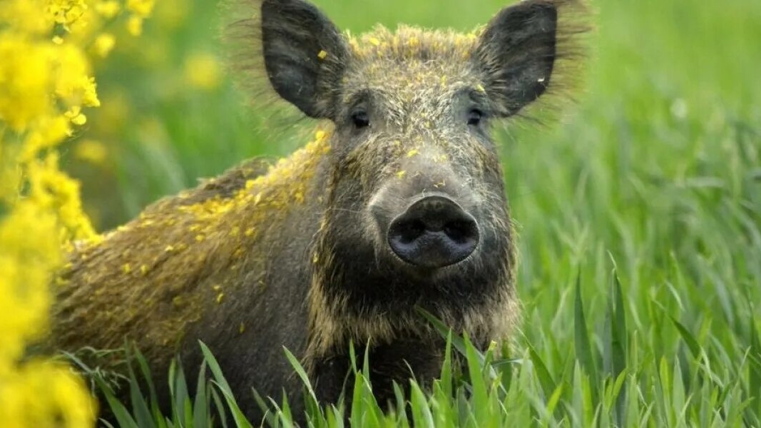 Green Hell  с комментариями 7 часть ,игра на выживание,встреча с людоедом