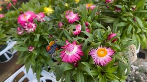 САМЫЙ КРАСИВЫЙ МАГАЗИН ЦВЕТОВ ЭТОЙ ВЕСНОЙ В ОСАКЕ ЯПОНИЯ