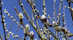 Традиции в Вербное Воскресенье! Мои кактусы)