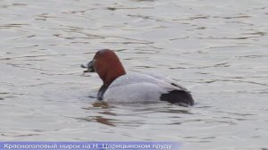 Портреты. Р. Городня, Нижний Царциынский пруд, 28 марта 2026