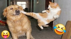 Смешные Кошки-Коты 2025 😸Лучшие приколы с кошками и Животными!😸 Кошки😸 Животные- Смешное видео!