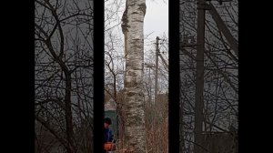 Спилили большую берëзу!