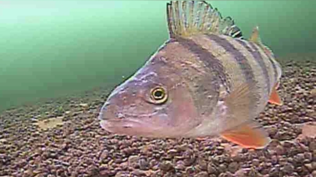 Рыбачим на ОКУНЯ СО СЪЁМКОЙ ПОД ВОДНОГО МИРА