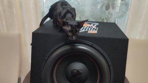 Я купил самый громкий активный сабвуфер от DL audio🔊🔥 Gryphon Pro 15A 😎🔥 Он  очень мощный 😎